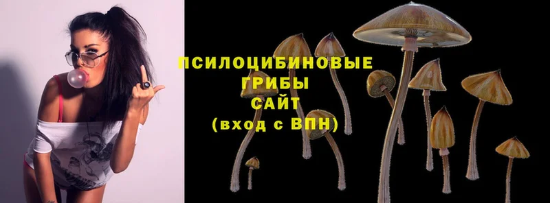 Галлюциногенные грибы Psilocybine cubensis  купить закладку  mega как зайти  Бакал 